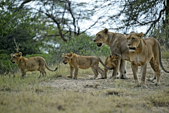 9- Days Classic Kenya Family Safari - Tsavo Conservation Area