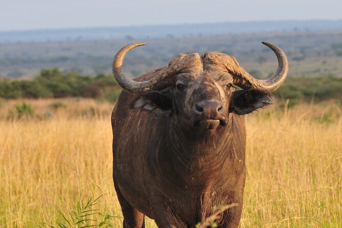 9 Days Custom Circuit of Uganda Safari - Accessibility and Participation