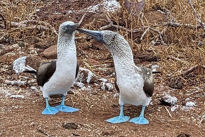 9 Days Galapagos Island Hopping - Hiking Española Island