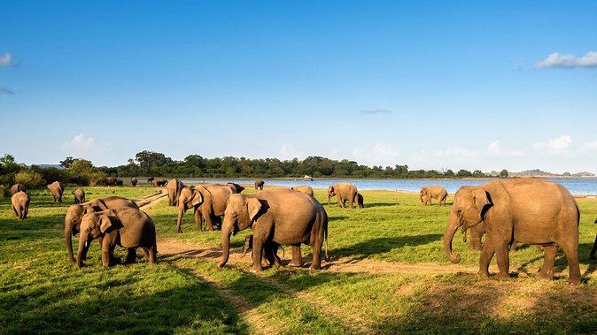 9 Days Lifetime Experience in Sri Lanka - Departure and Farewell