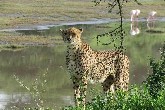 9 Days Safari To See Great Migration Crossing - Schedule and Accessibility