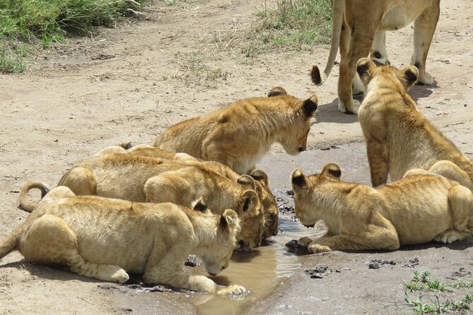 9 Days Safari To See Great Migration Crossing - Reviews and Ratings