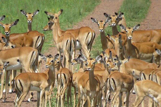 9 Days Safari To See Great Migration Crossing - Safari Destinations