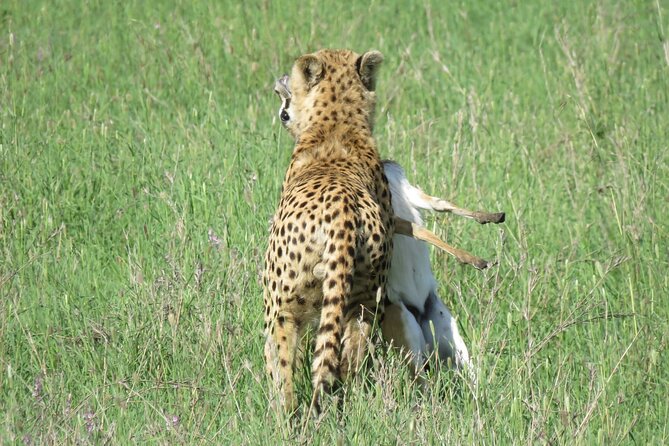 9 Days Safari To See Great Migration Crossing - Wildlife Viewing
