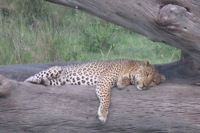 9 Days Safari To See Great Migration Crossing - Safari Activities