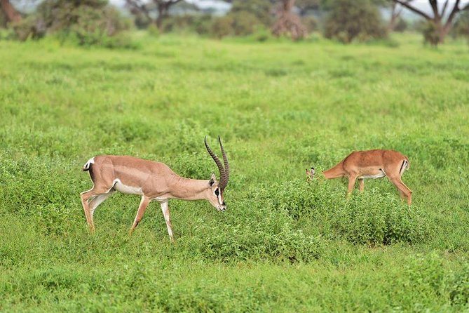 9 Days Samburu- Nakuru- Mara-Naivasha- Amboseli Wild Safari - Discovering Lake Nakuru Wonders