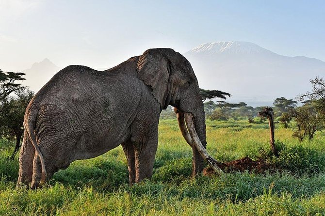 9 Days Samburu- Nakuru- Mara-Naivasha- Amboseli Wild Safari - Relaxing at Lake Naivasha