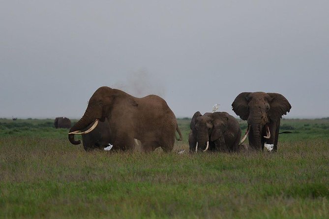 9 Days Samburu- Nakuru- Mara-Naivasha- Amboseli Wild Safari - Marveling at Amboseli National Park