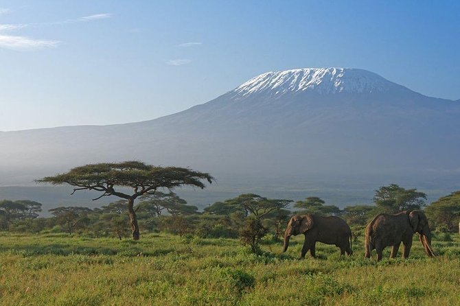 9 Days Samburu- Nakuru- Mara-Naivasha- Amboseli Wild Safari - Cultural Immersion Opportunities