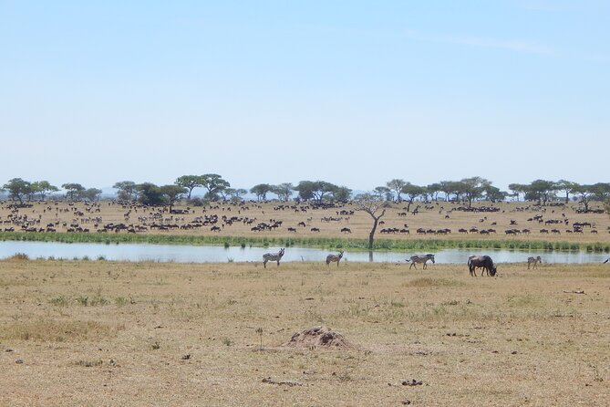 9 Days Tanzania Exhaustive Safari - Accessibility and Pickup