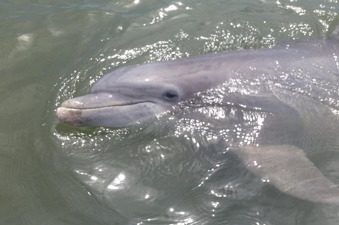 90-Minute Dolphin and Nature Tour of Hilton Head - Exploring the Salt-Marsh Ecosystem