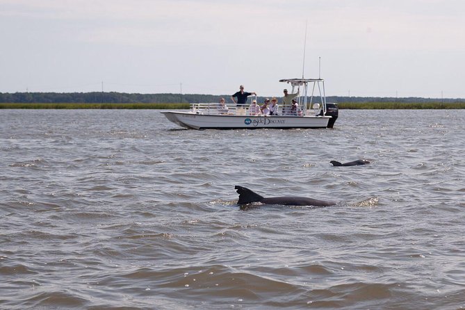 90-Minute Dolphin and Nature Tour of Hilton Head - Dolphin Sightings and Encounters