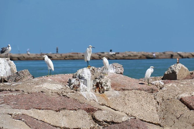 90-Minute Dolphin Watch Tour of South Padre Island - What to Expect