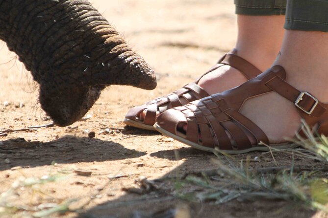 90-minute Elephant Watching Experience in Hoedspruit - Meeting and Arrival Details