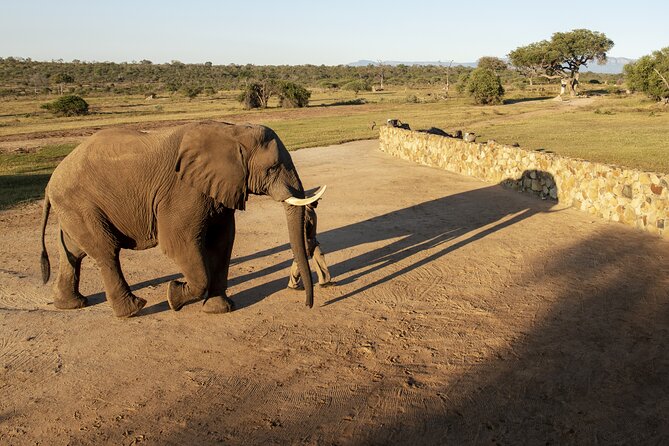 90-minute Elephant Watching Experience in Hoedspruit - Inclusions