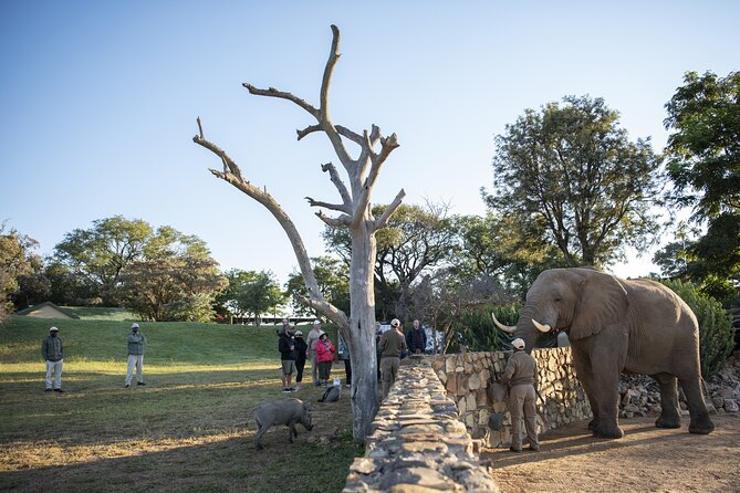 90-minute Elephant Watching Experience in Hoedspruit - Educational Aspect