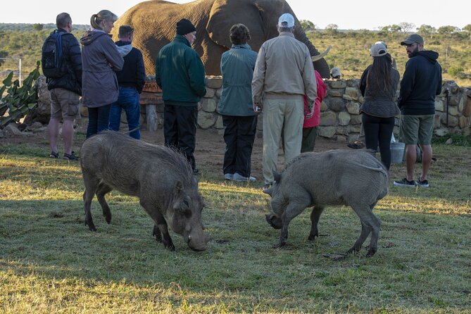 90-minute Elephant Watching Experience in Hoedspruit - The HERD Sanctuary