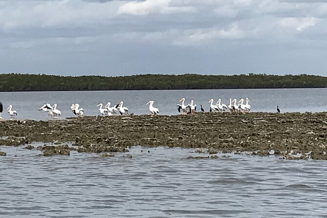 90-Minute Guided Eco Airboat Tour in Homosassa - Meeting and Pickup