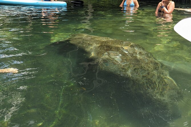 90-Minute Guided Eco Airboat Tour in Homosassa - Amenities Provided