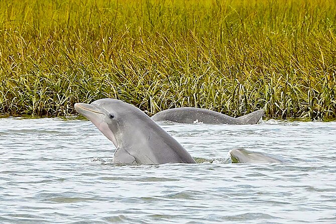 90 Minute Hilton Head Dolphin and Nature Cruise - Overview of the Cruise
