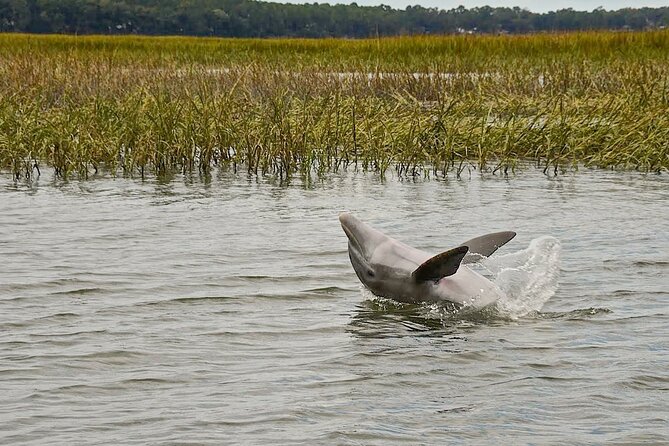 90 Minute Hilton Head Dolphin and Nature Cruise - What to Bring for the Cruise