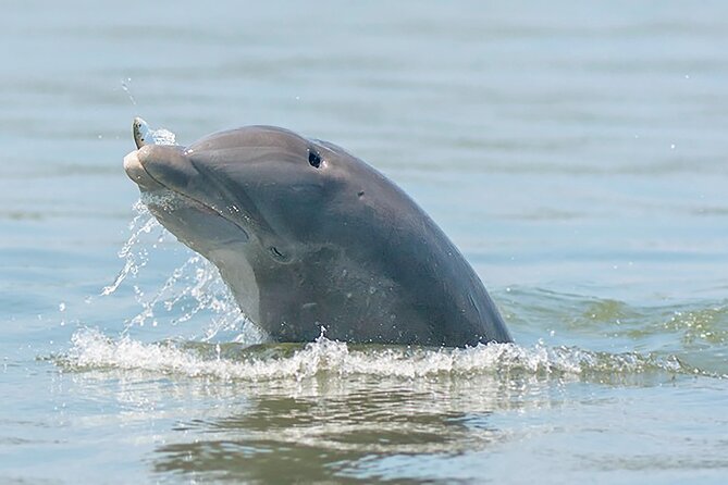 90 Minute Hilton Head Dolphin and Nature Cruise - Accessibility and Accommodations