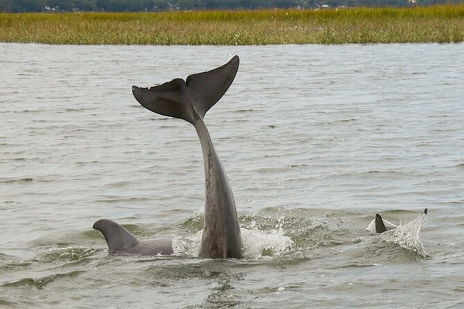 90 Minute Hilton Head Dolphin and Nature Cruise - Cancellation and Refund Policy