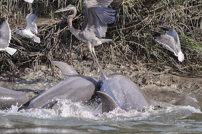 90 Minute Hilton Head Dolphin and Nature Cruise - Highlights and Experiences