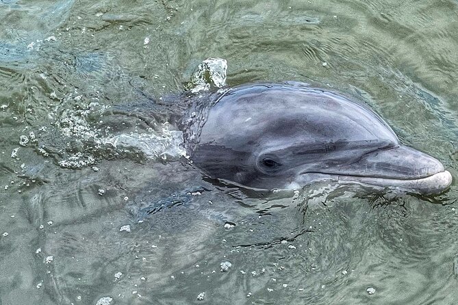 90 Minute Hilton Head Dolphin Tour - Route and Landmarks