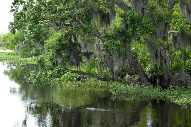 90-Minute Jean Lafitte Swamp and Bayou Tour With Transportation - Customer Feedback and Recommendations