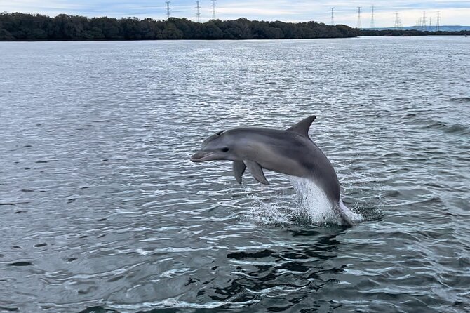 90 Minute Port River Dolphin & Ships Graveyard Cruise - Wildlife Sightings