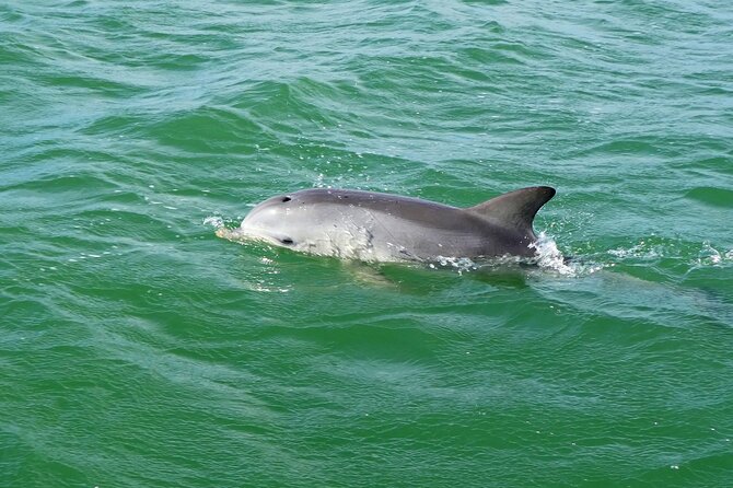 90 Minute Port River Dolphin & Ships Graveyard Cruise - Flexible Scheduling Options