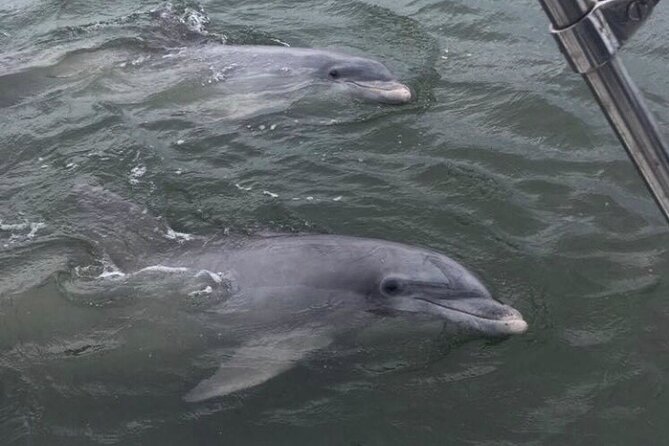 90-Minute Private Dolphin Tour in Hilton Head Island - Meeting Point and Parking