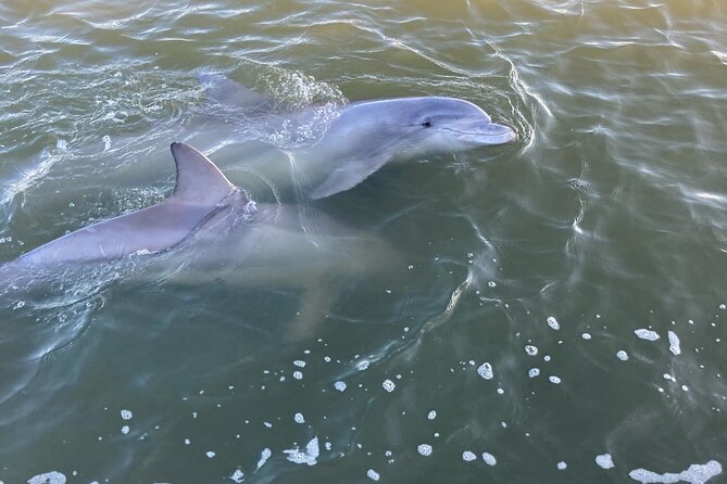 90 Minute Tour to See Dolphins in Hilton Head Island - Meeting Point