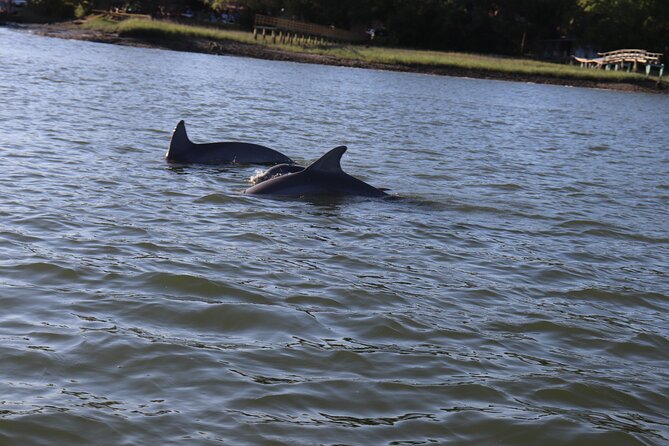 90 Minute Tour to See Dolphins in Hilton Head Island - Accessibility