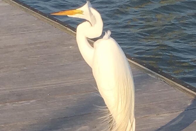 90 Minute Tour to See Dolphins in Hilton Head Island - Tour Size
