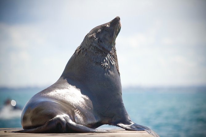90minute Dolphin, Seal and Scenic Wildlife Cruise - Tour Details