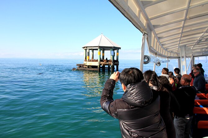 90minute Dolphin, Seal and Scenic Wildlife Cruise - Local Tour Guide