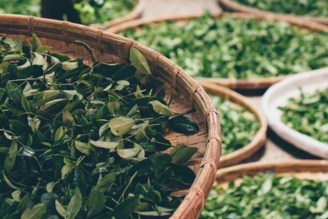 90minutes Tea Preparation and Tasting Experience in Como - Schedule and Availability