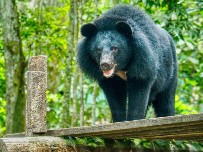 A 10-Day Ethical Animals Tour of Cambodia - Good To Know