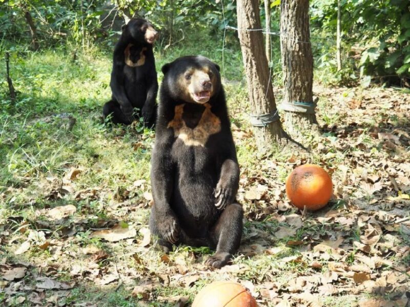 A 10-Day Ethical Animals Tour of Cambodia - Experiences and Activities