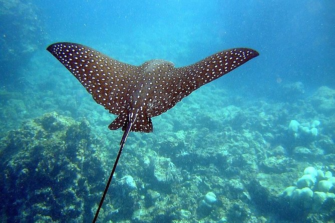 A BOAT TOUR to the TIJUCAS ISLANDS With an AMAZING UNDERWATER Flight! FRESH AIR and Freedom! - Unique Underwater Adventure
