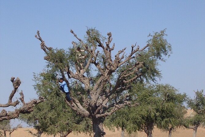 A Camel Safari Through The Thar Desert Sand Dunes Near Bikaner - Staying Comfortable and Hydrated