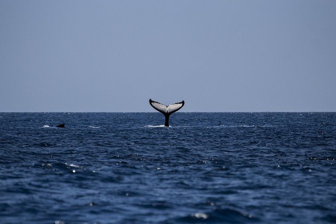 A Chance to Watch Whales and More Sites in a Private Tour ~ - Good To Know