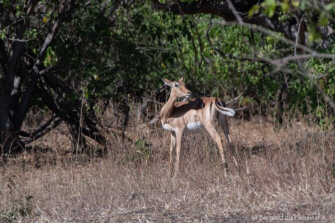 A Chobe Full Day Tour - Botwana - Booking Confirmation