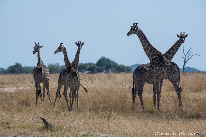 A Chobe Full Day Tour - Botwana - Accessibility Information