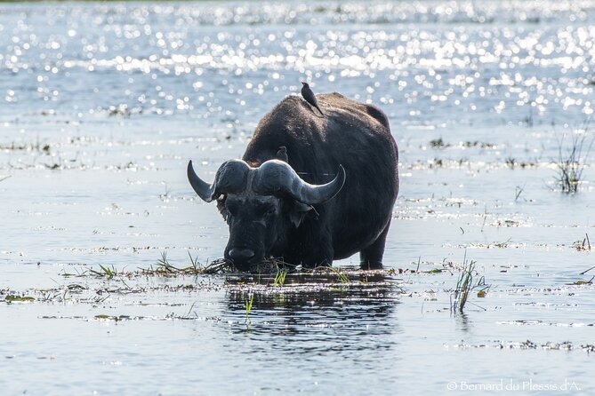 A Chobe Full Day Tour - Botwana - Transportation Options