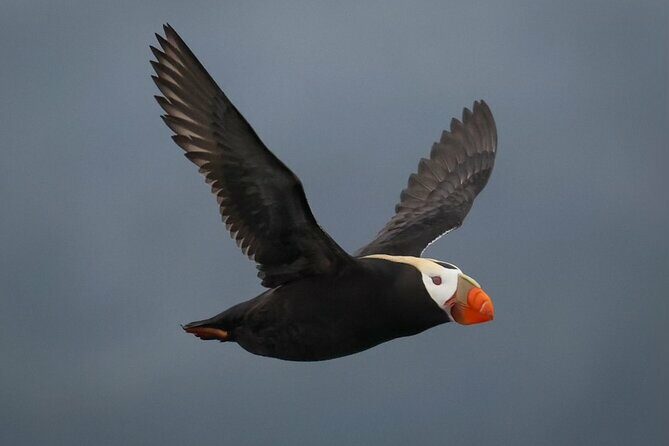 A Comfortable Sitka Whale Watching Wildlife Shore Excursion - Who Should Consider This Tour?