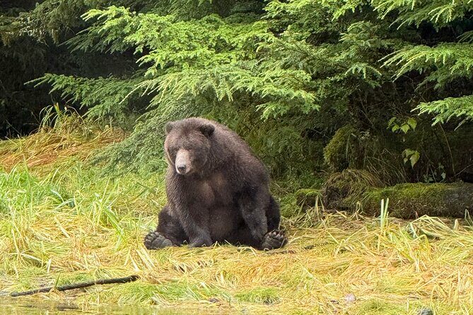 A Comfortable Sitka Whale Watching Wildlife Shore Excursion - FAQ