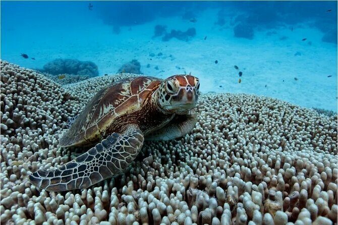 A Cook Islands Turtle Tour - small groups, premium experience - Gear and Facilities